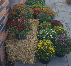 Fletcher Richard Landscape Supplies Straw Mumms