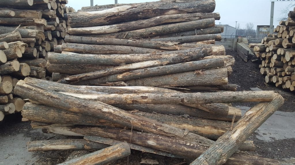Ash firewood