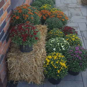 Fletcher Richard Landscape Supplies Straw Mums
