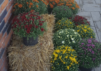 Fletcher Richard Landscape Supplies Straw Mums