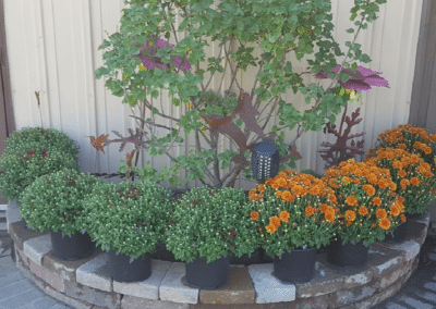 Fletcher Richard Landscape Supplies Straw Mums 3