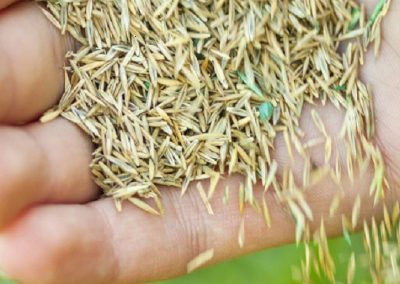 Grass Seed Fletcher Rickard Landscape Supplies