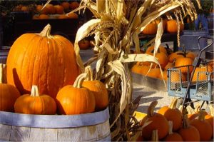 Pumpkins Halloween Decorations Fletcher Rickard Landscape Supplies