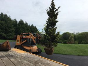 3 Cedars Landscaping Tree Installation