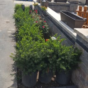 Fletcher Richard Landscape Schrugs - Bushes - Hicks Yew - Boxwoods