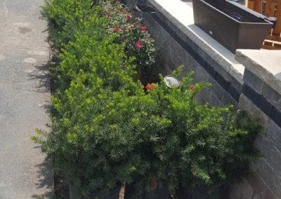 Fletcher Richard Landscape Schrugs - Bushes - Hicks Yew - Boxwoods